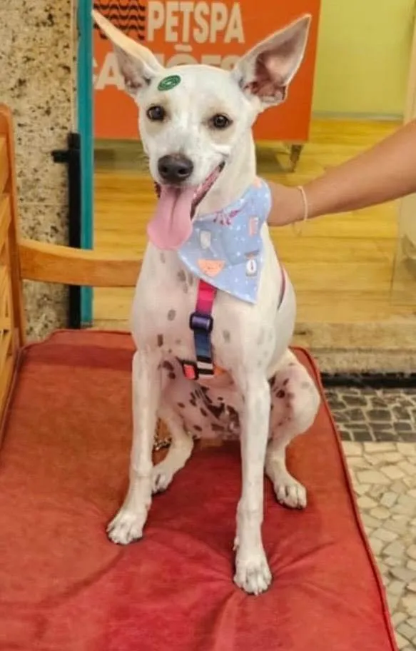 Cachorro ra a SRD-ViraLata idade 1 ano nome Pioca