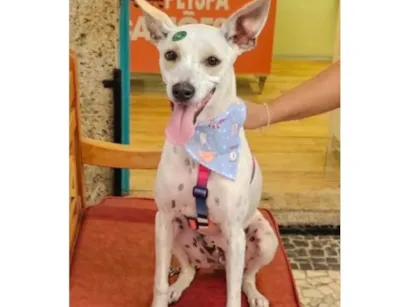 Cachorro raça SRD-ViraLata idade 1 ano nome Pioca