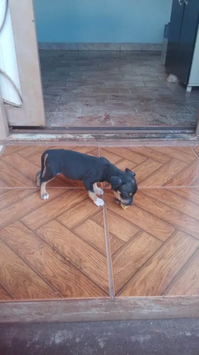 Cachorro raça SRD-ViraLata idade Abaixo de 2 meses nome Kiara