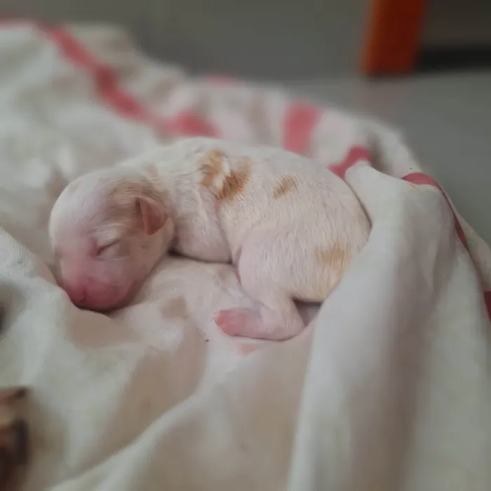 Cachorro ra a SRD-ViraLata idade Abaixo de 2 meses nome Não tem nome ainda