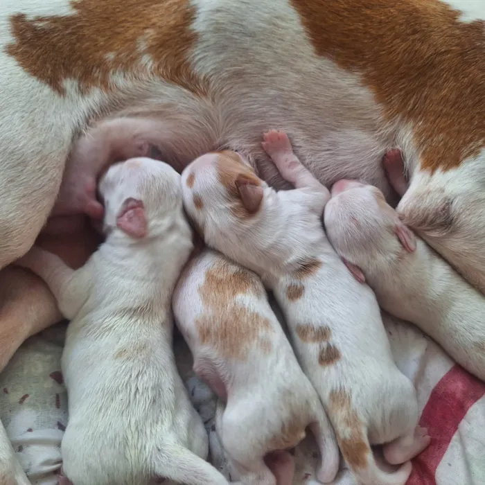 Cachorro ra a SRD-ViraLata idade Abaixo de 2 meses nome Não tem nome ainda
