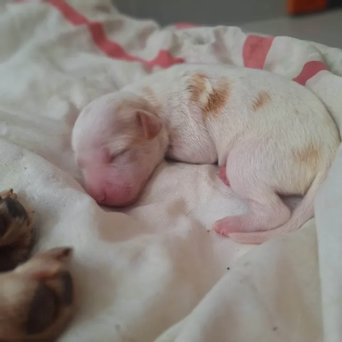 Cachorro ra a SRD-ViraLata idade Abaixo de 2 meses nome Não tem nome ainda