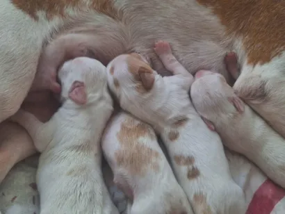 Cachorro raça SRD-ViraLata idade Abaixo de 2 meses nome Não tem nome ainda
