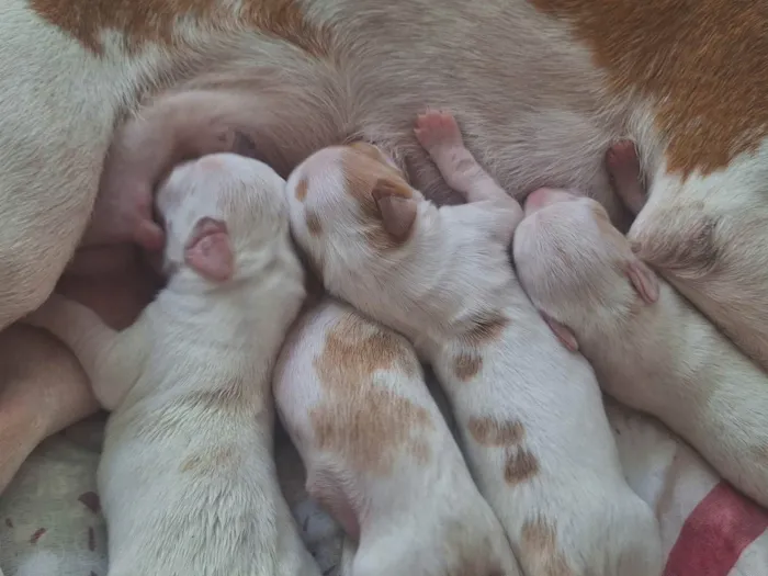 Cachorro ra a SRD-ViraLata idade Abaixo de 2 meses nome Não tem nome ainda