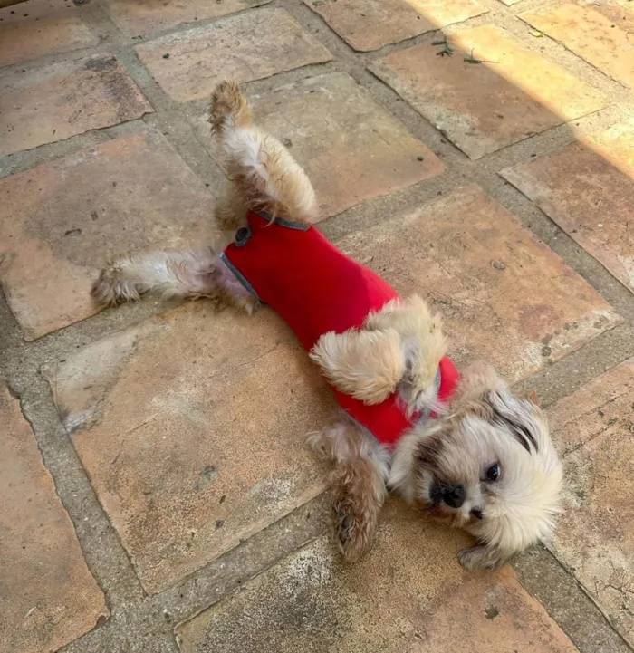 Cachorro ra a Shitzu idade 6 ou mais anos nome Thor 