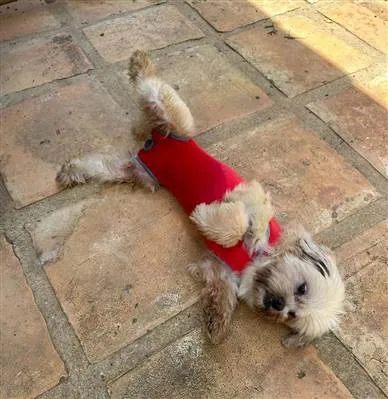 Cachorro raça Shitzu idade 6 ou mais anos nome Thor 