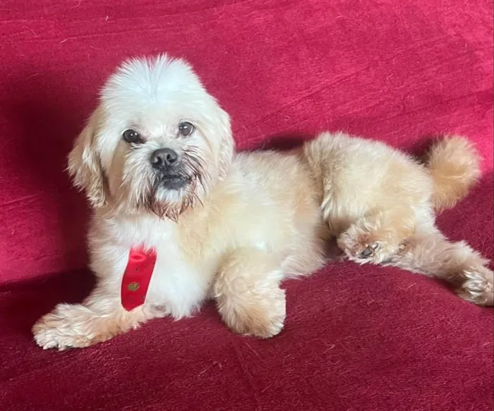 Cachorro ra a Shitzu idade 6 ou mais anos nome Thor 