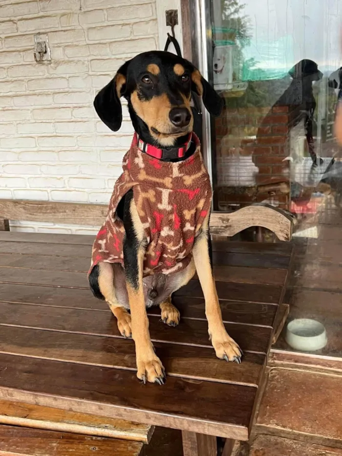Cachorro ra a SRD-ViraLata idade 3 anos nome Flan