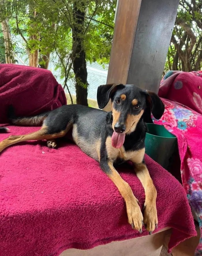 Cachorro ra a SRD-ViraLata idade 3 anos nome Flan