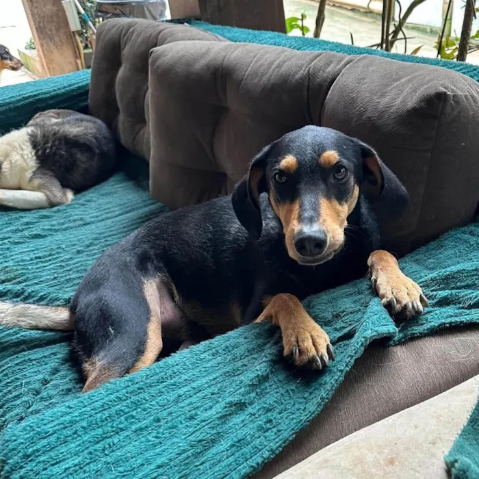 Cachorro ra a SRD-ViraLata idade 3 anos nome Flan