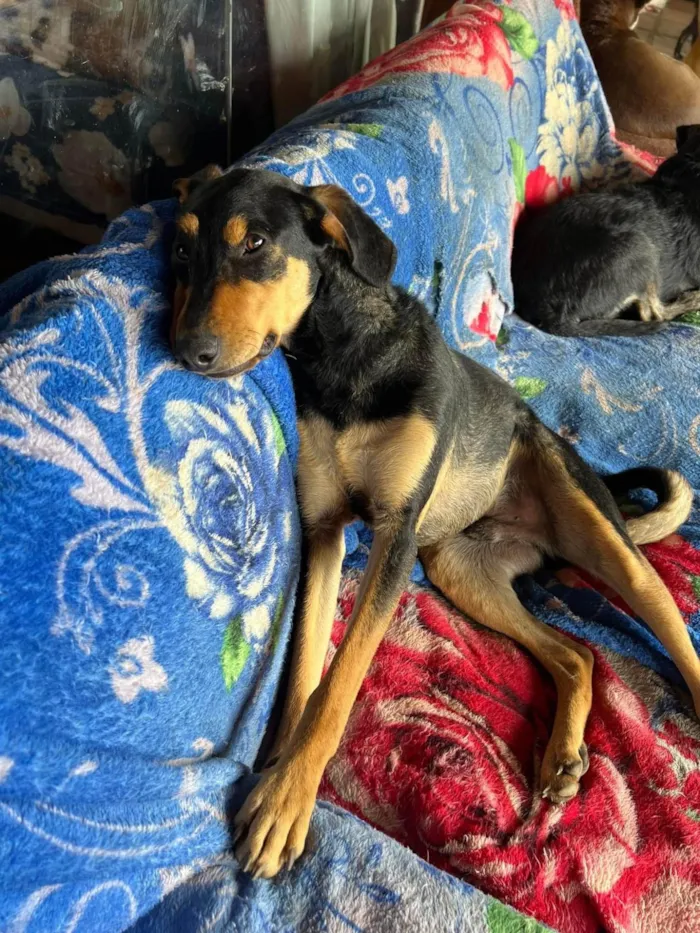 Cachorro ra a SRD-ViraLata idade 3 anos nome Flan