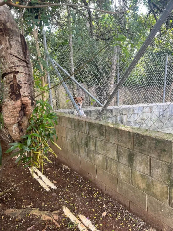 Cachorro ra a SRD-ViraLata idade 2 anos nome Luan 