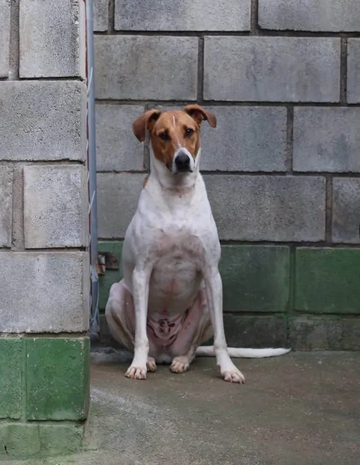 Cachorro ra a SRD-ViraLata idade 2 anos nome Luan 