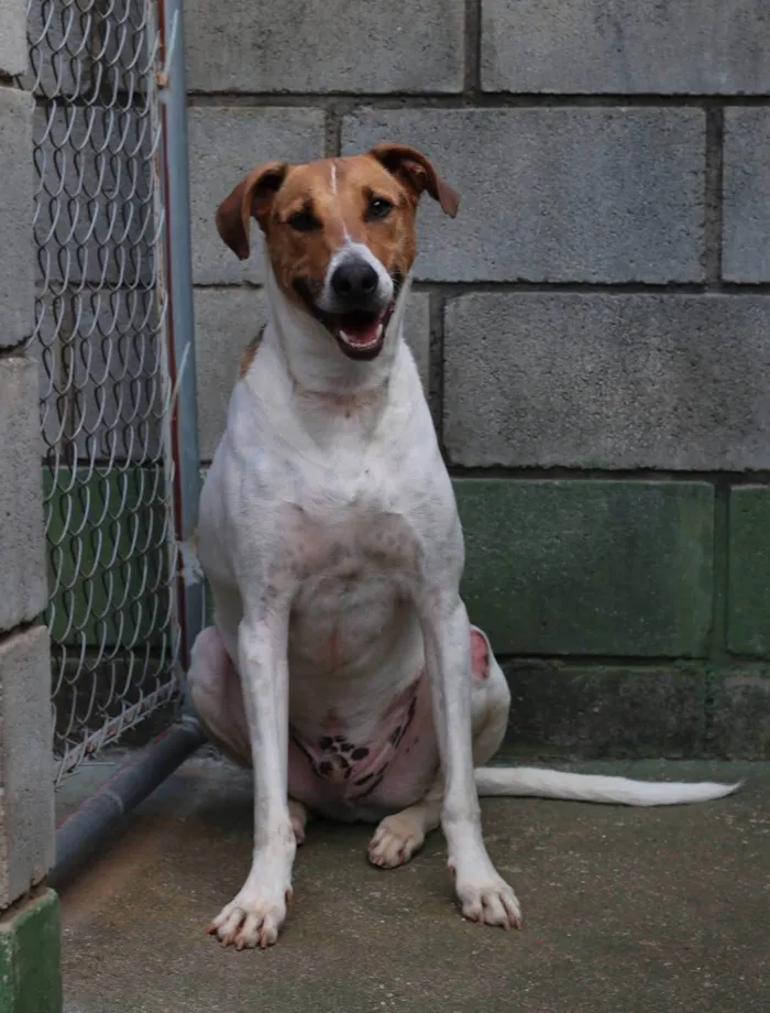 Cachorro ra a SRD-ViraLata idade 2 anos nome Luan 