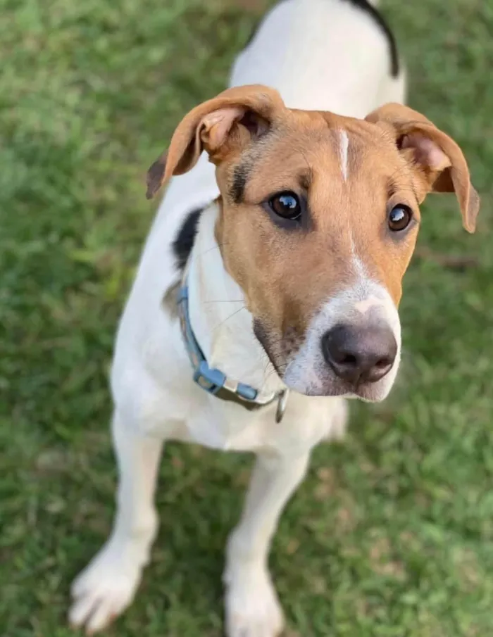 Cachorro ra a SRD-ViraLata idade 2 anos nome Luan 