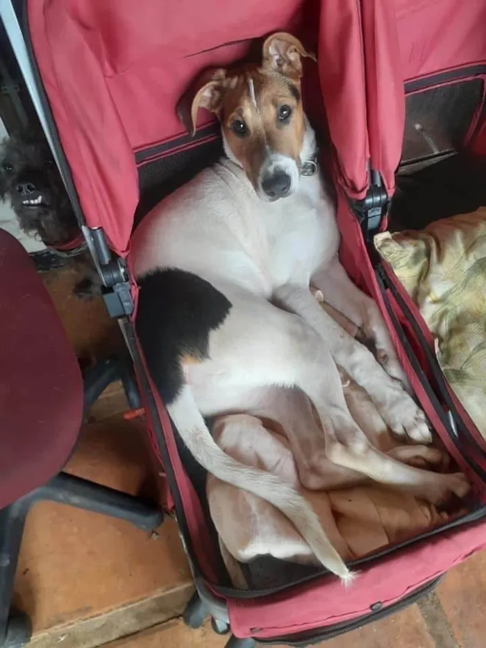Cachorro ra a SRD-ViraLata idade 2 anos nome Luan 