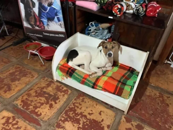 Cachorro ra a SRD-ViraLata idade 2 anos nome Luan 