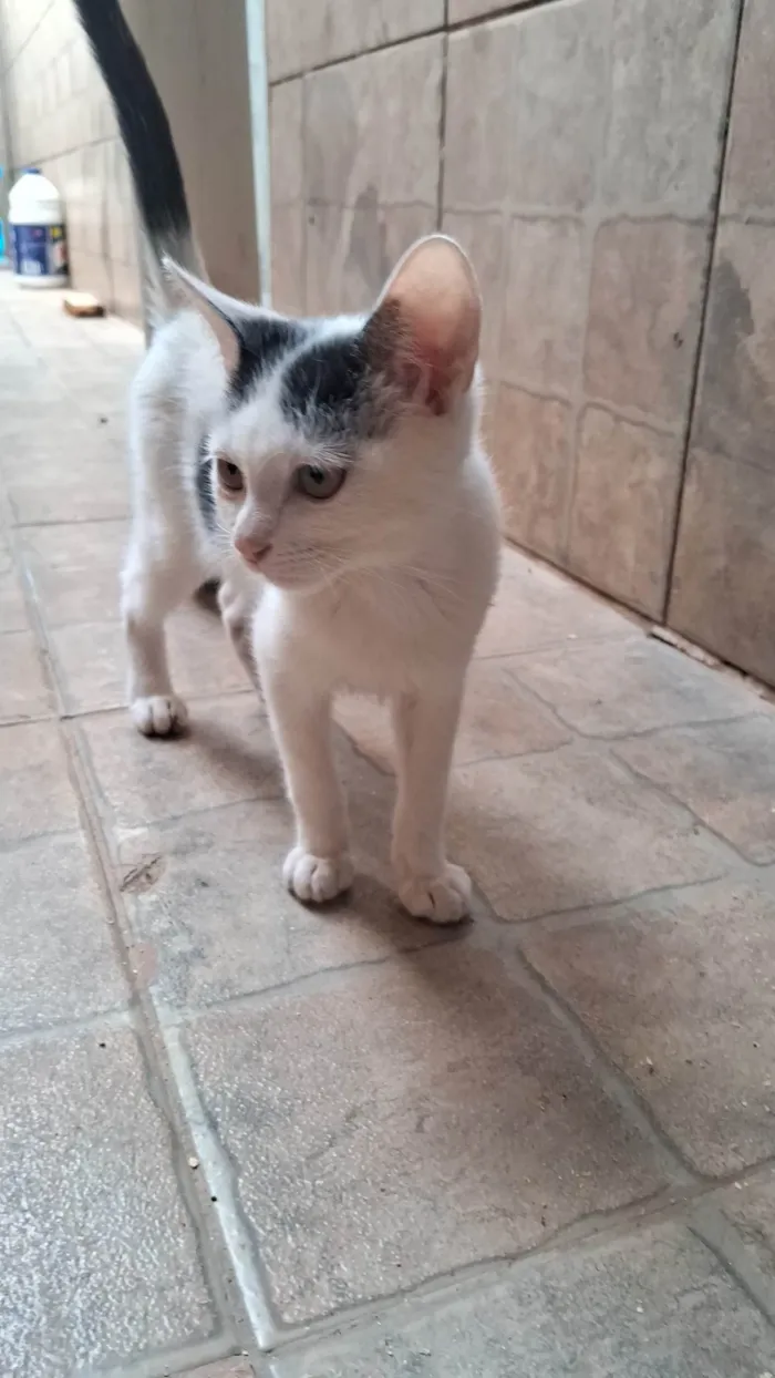 Gato ra a SRD-ViraLata idade 2 a 6 meses nome Mauricio