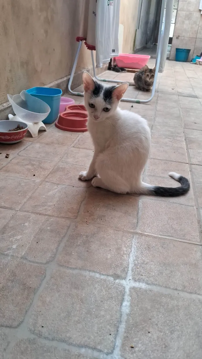 Gato ra a SRD-ViraLata idade 2 a 6 meses nome Mauricio