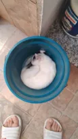 Mauricio