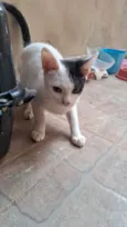 Fabricio