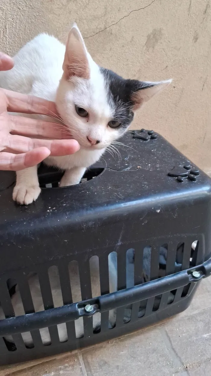 Gato ra a SRD-ViraLata idade 2 a 6 meses nome Fabricio
