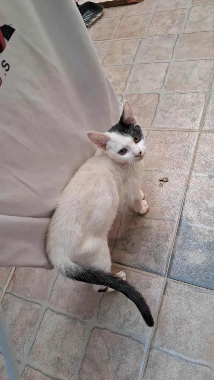 Gato ra a SRD-ViraLata idade 2 a 6 meses nome Fabricio