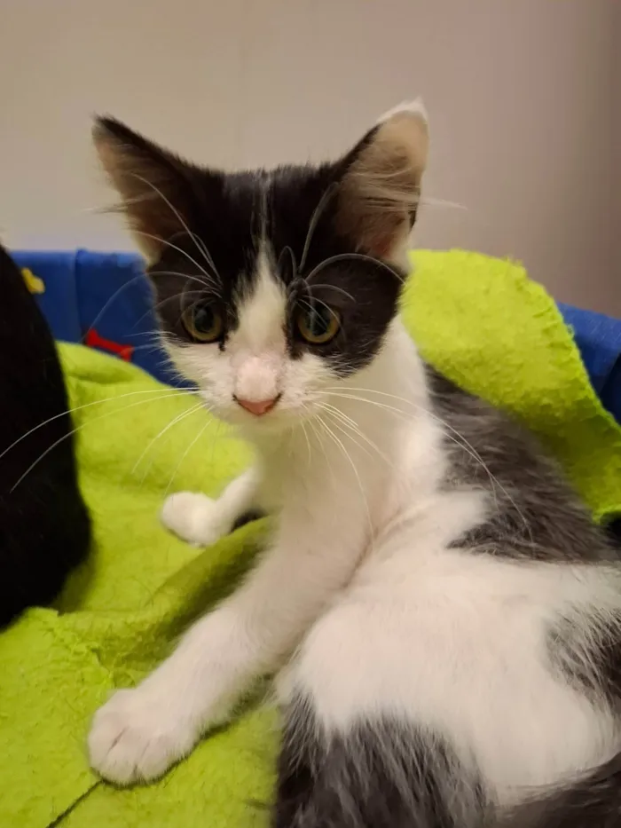 Gato ra a SRD-ViraLata idade 2 a 6 meses nome Mia