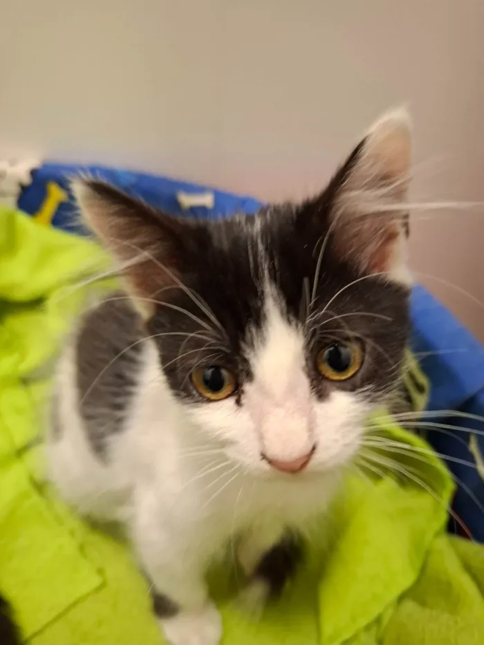 Gato ra a SRD-ViraLata idade 2 a 6 meses nome Mia