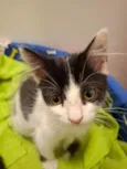 Mia