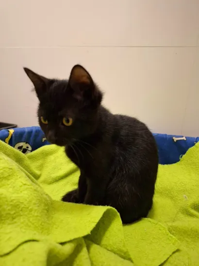 Gato raça SRD-ViraLata idade 2 a 6 meses nome Pitty 