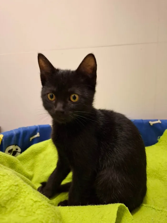 Gato ra a SRD-ViraLata idade 2 a 6 meses nome Pitty 
