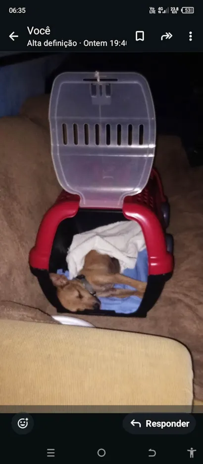 Cachorro raça SRD-ViraLata idade 2 a 6 meses nome Lipe