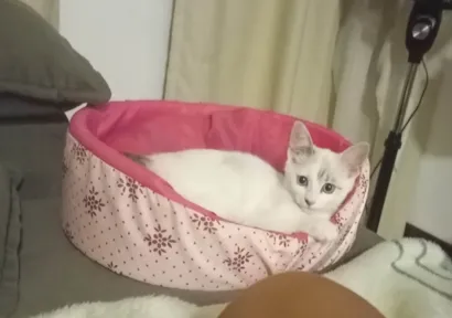 Gato raça SRD-ViraLata idade 2 a 6 meses nome Marie