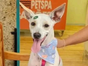 Cachorro raça SRD-ViraLata idade 1 ano nome Pioca