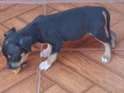 Cachorro ra a SRD-ViraLata idade Abaixo de 2 meses nome Kiara