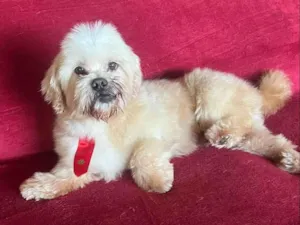 Cachorro raça Shitzu idade 6 ou mais anos nome Thor 