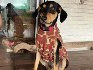 Cachorro raça SRD-ViraLata idade 3 anos nome Flan