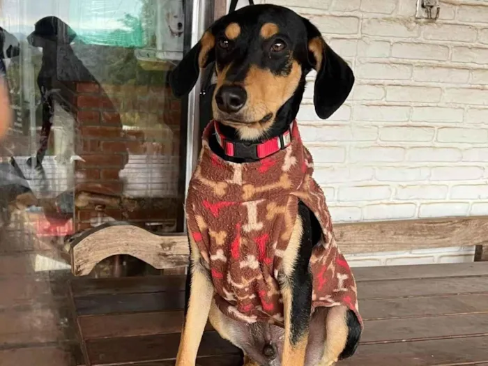 Cachorro ra a SRD-ViraLata idade 3 anos nome Flan