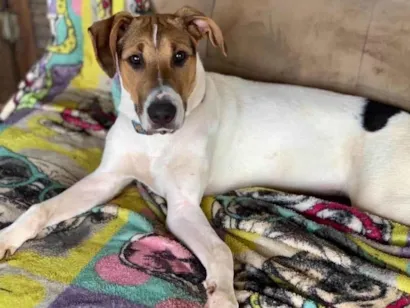Cachorro raça SRD-ViraLata idade 2 anos nome Luan 