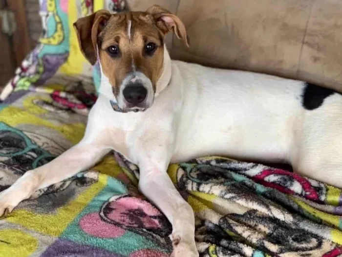 Cachorro ra a SRD-ViraLata idade 2 anos nome Luan 