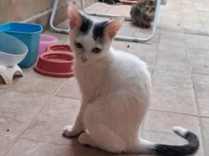 Gato raça SRD-ViraLata idade 2 a 6 meses nome Mauricio