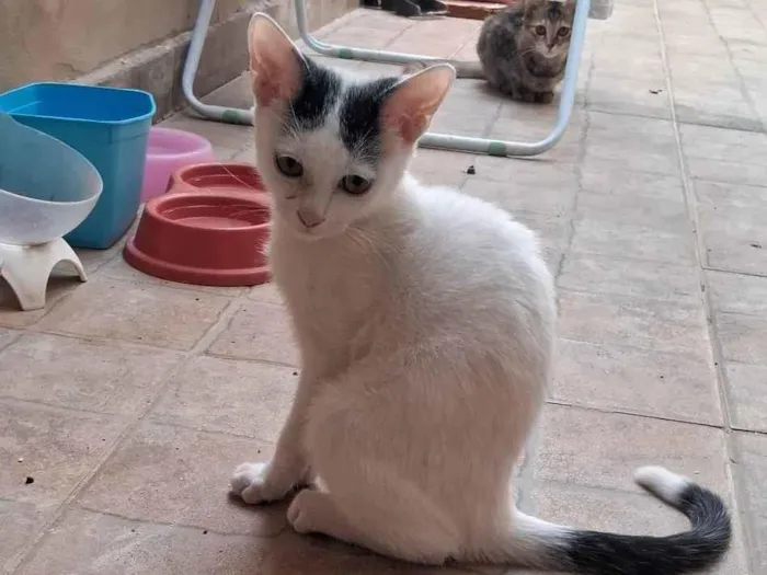 Gato ra a SRD-ViraLata idade 2 a 6 meses nome Mauricio