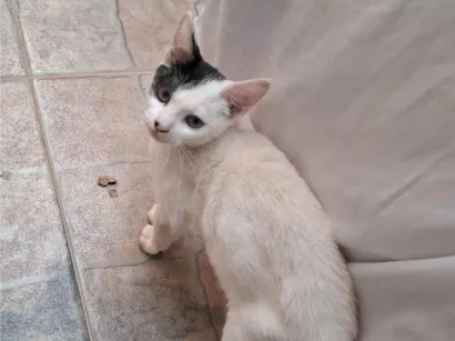 Gato raça SRD-ViraLata idade 2 a 6 meses nome Fabricio