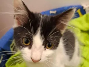 Gato raça SRD-ViraLata idade 2 a 6 meses nome Mia