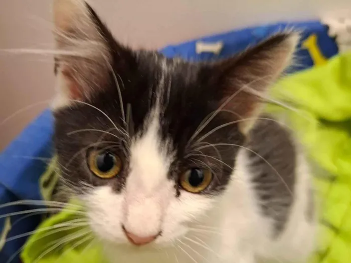 Gato ra a SRD-ViraLata idade 2 a 6 meses nome Mia