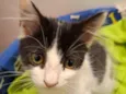 Mia