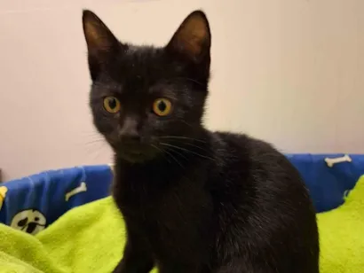 Gato raça SRD-ViraLata idade 2 a 6 meses nome Pitty 