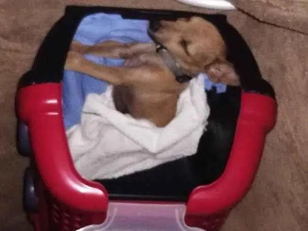 Cachorro ra a SRD-ViraLata idade 2 a 6 meses nome Lipe