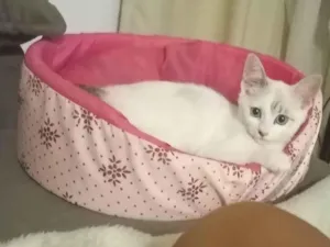 Gato raça SRD-ViraLata idade 2 a 6 meses nome Marie